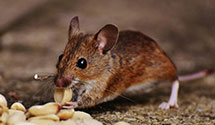 24 Hour & Emergency Exterminators in Marion, AR